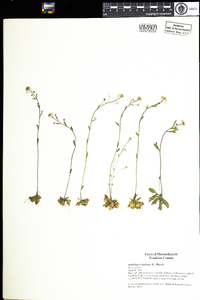 Arabidopsis thaliana image