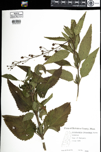 Scrophularia lanceolata image