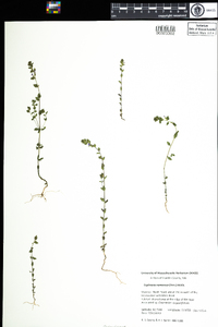 Euphrasia nemorosa image