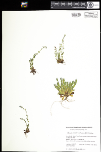 Myosotis stricta image