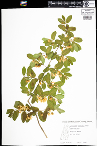 Lonicera morrowii image