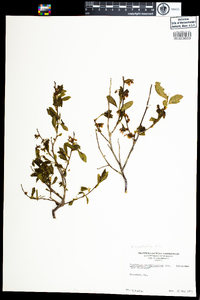 Vaccinium angustifolium image