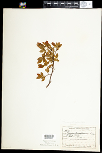 Vaccinium angustifolium image