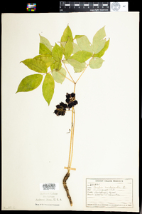 Aralia nudicaulis image