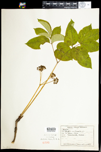 Aralia nudicaulis image