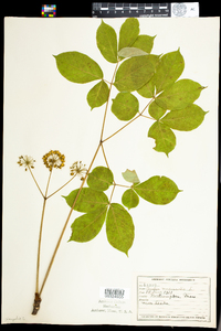 Aralia nudicaulis image