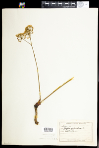 Aralia nudicaulis image