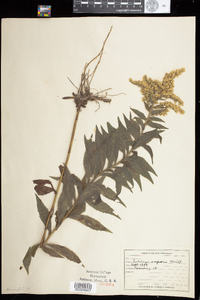 Solidago rugosa image