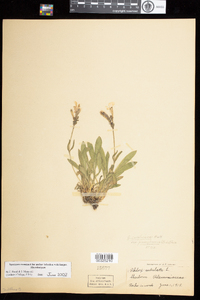 Silene caroliniana image