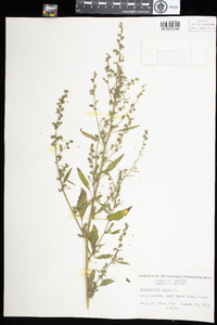 Chenopodium album image