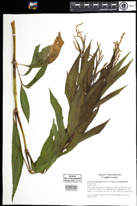 Polygonum lapathifolium image