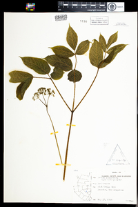 Aralia nudicaulis image