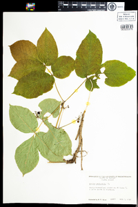 Aralia nudicaulis image