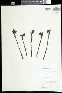 Monotropa uniflora image