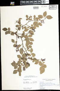 Vaccinium pallidum image