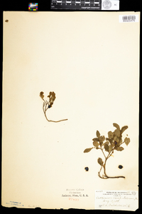 Vaccinium cespitosum image