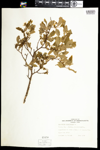 Vaccinium corymbosum image