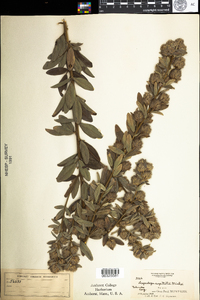 Lespedeza capitata image