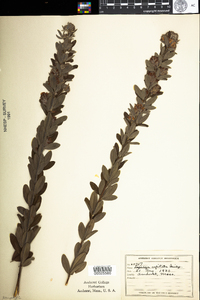 Lespedeza capitata image