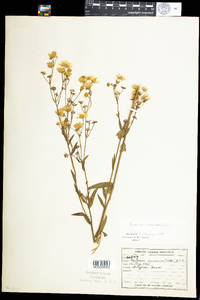 Erigeron annuus image