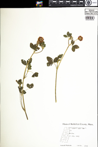 Trifolium hybridum image