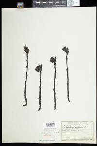 Monotropa uniflora image