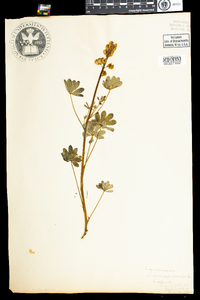 Lupinus perennis image