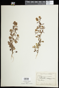 Trifolium arvense image