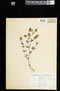 Trifolium arvense image