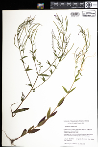 Epilobium ciliatum image