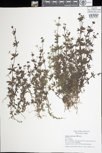 Galium triflorum image