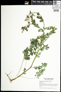 Corydalis sempervirens image