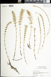 Equisetum pratense image