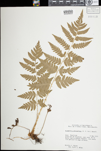 Dryopteris clintoniana image