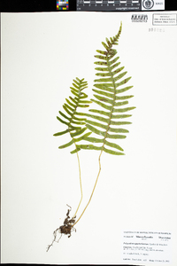 Polypodium appalachianum image