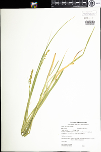 Carex vulpinoidea image