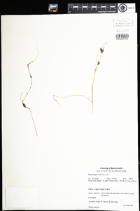 Rhynchospora fusca image