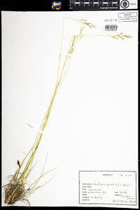 Danthonia spicata image