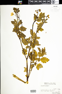 Chelidonium majus image