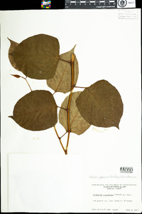 Polygonum cuspidatum image