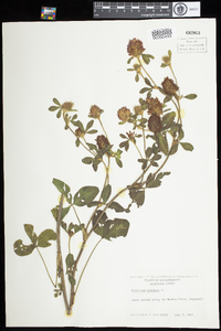 Trifolium pratense image