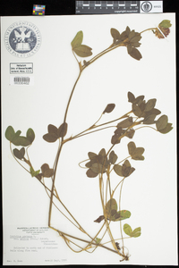 Trifolium pratense image