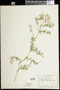 Vicia cracca image