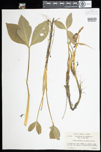 Menyanthes trifoliata image