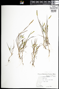 Setaria pumila image