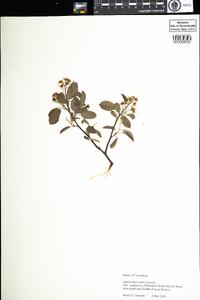 Amelanchier nantucketensis image