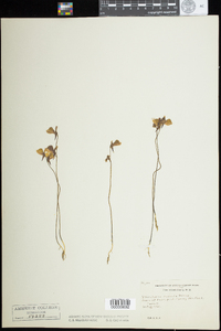 Utricularia cornuta image