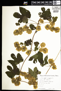 Humulus lupulus image