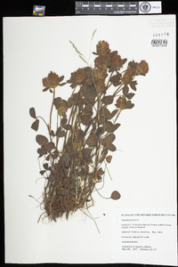 Trifolium pratense image