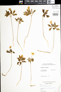 Anemone quinquefolia image